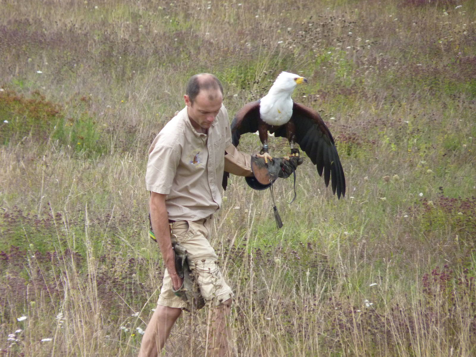Othello the African Fish Eagle w/ Falconer