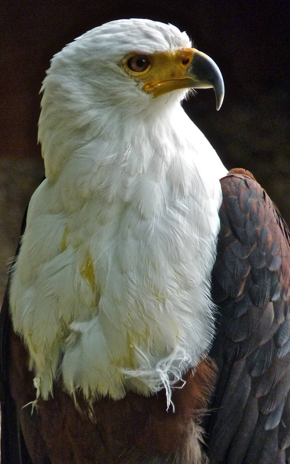 Othello the African Fish Eagle