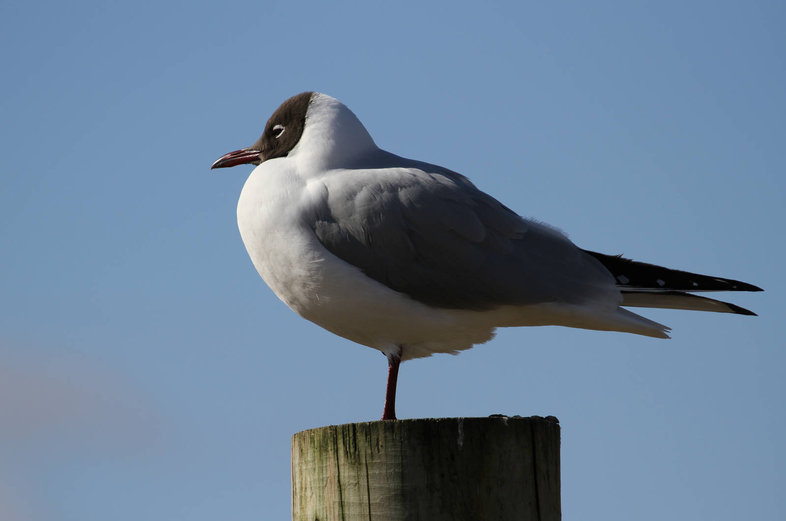Other Birds Hanging Around HWP