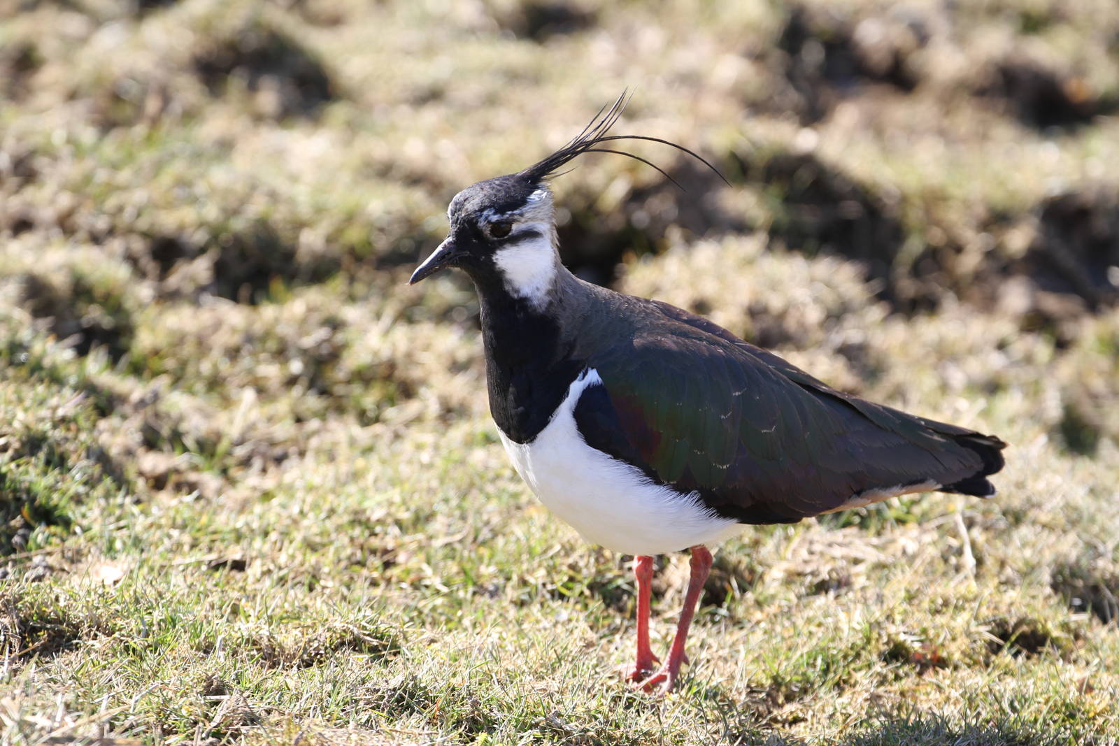 Other Birds Hanging Around HWP