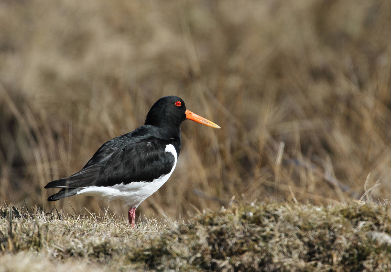 Other Birds Hanging Around HWP