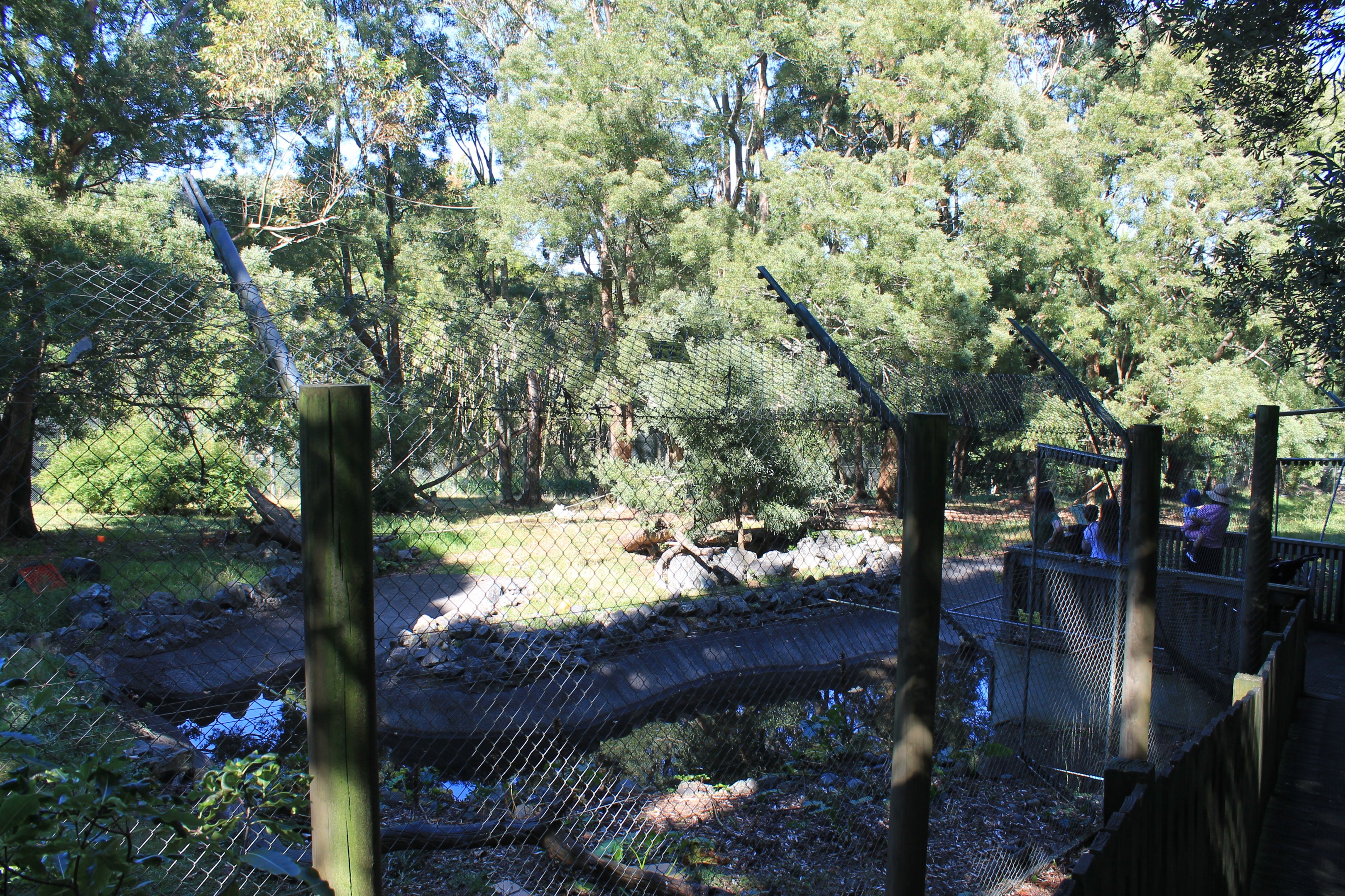 other enclosure for Geoffroy's Spider Monkeys