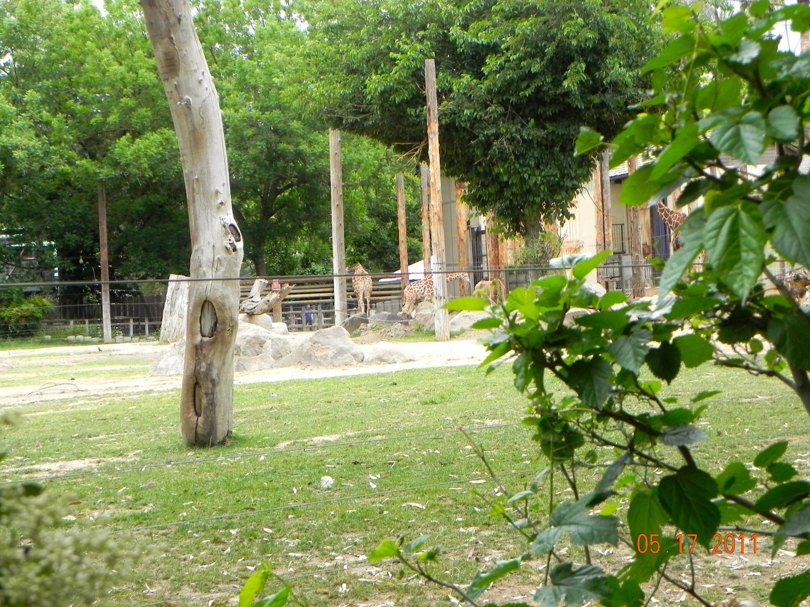 Other end of giraffe exhibit