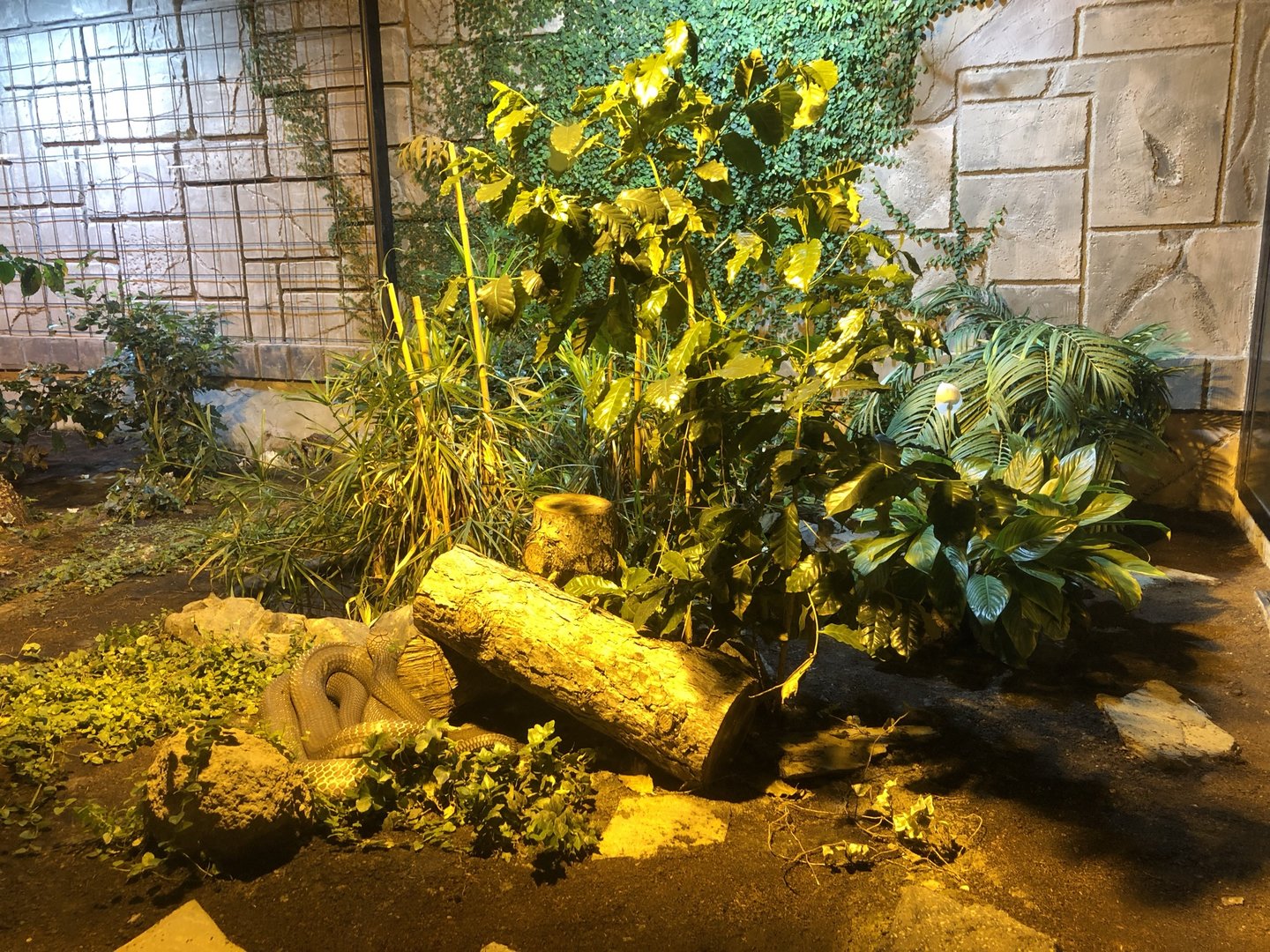 Other half of King Cobra Enclosure at Aqua Vega