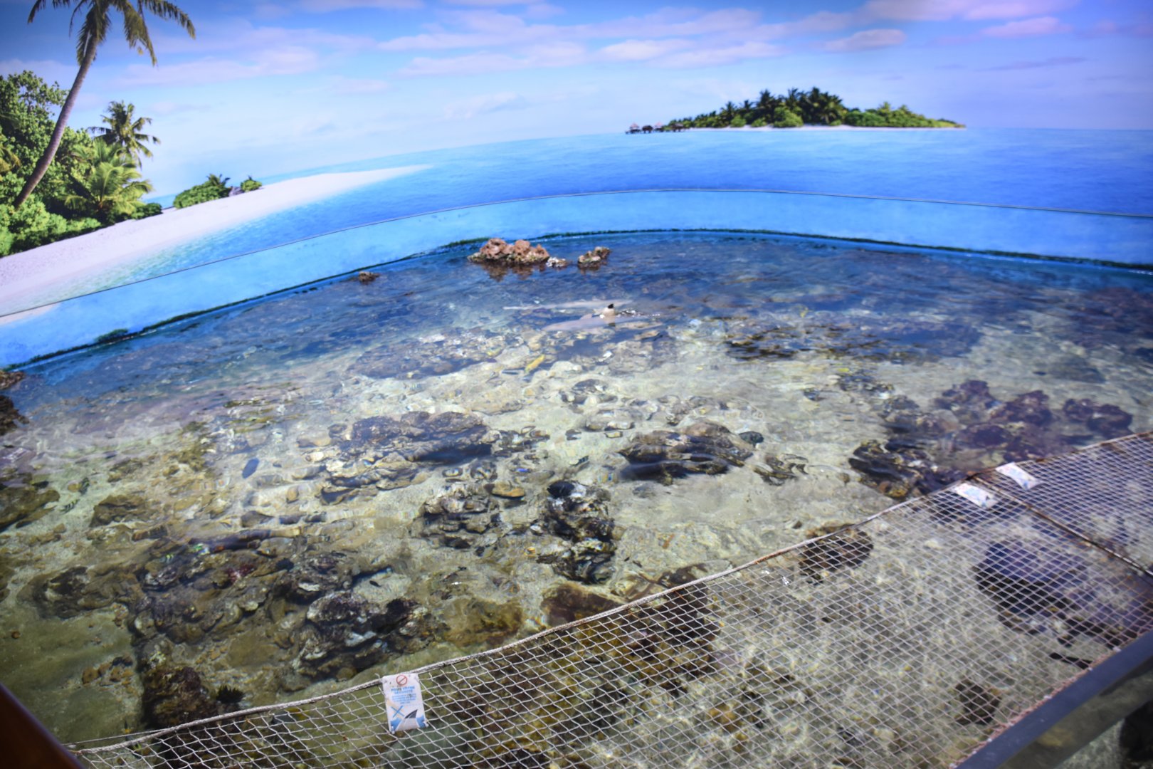 Other half of reef tank (shallow area)