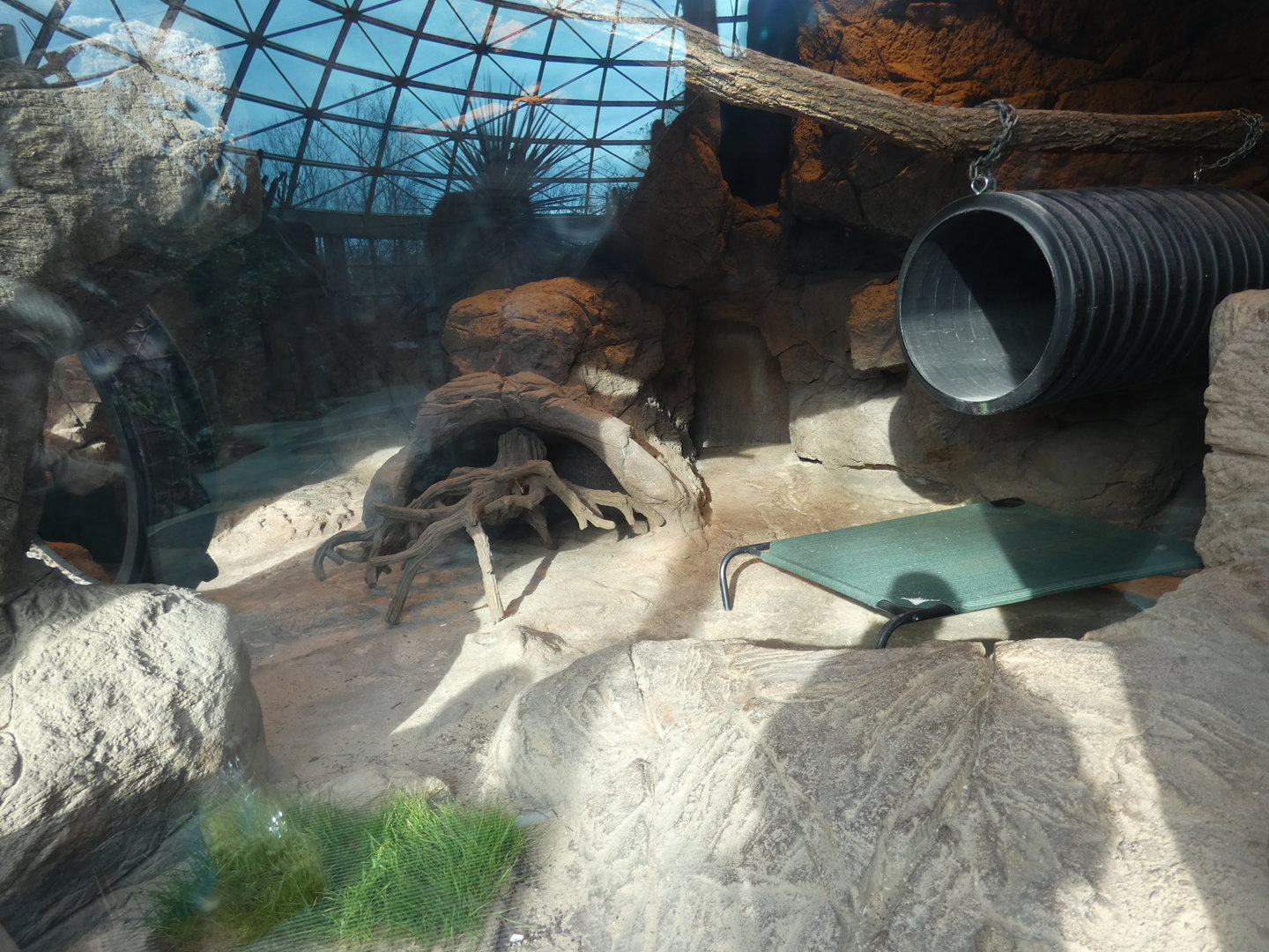 Other half of Sand Cat exhibit