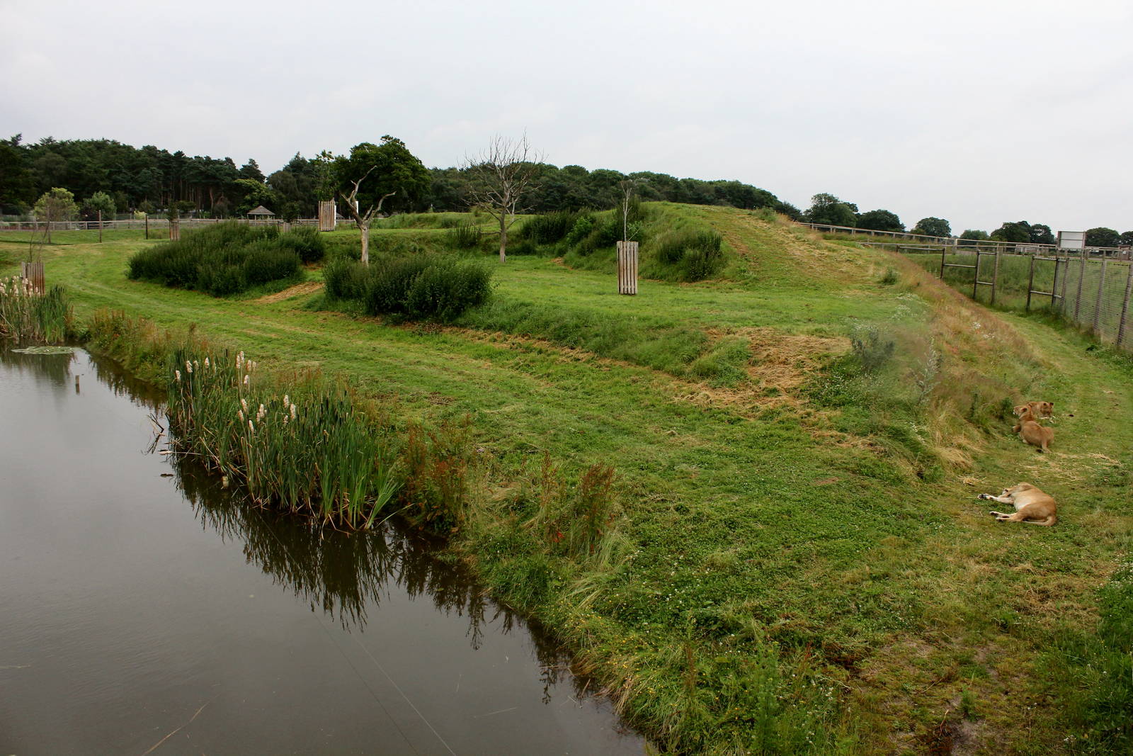 Other Lion enclosure 26/6/14