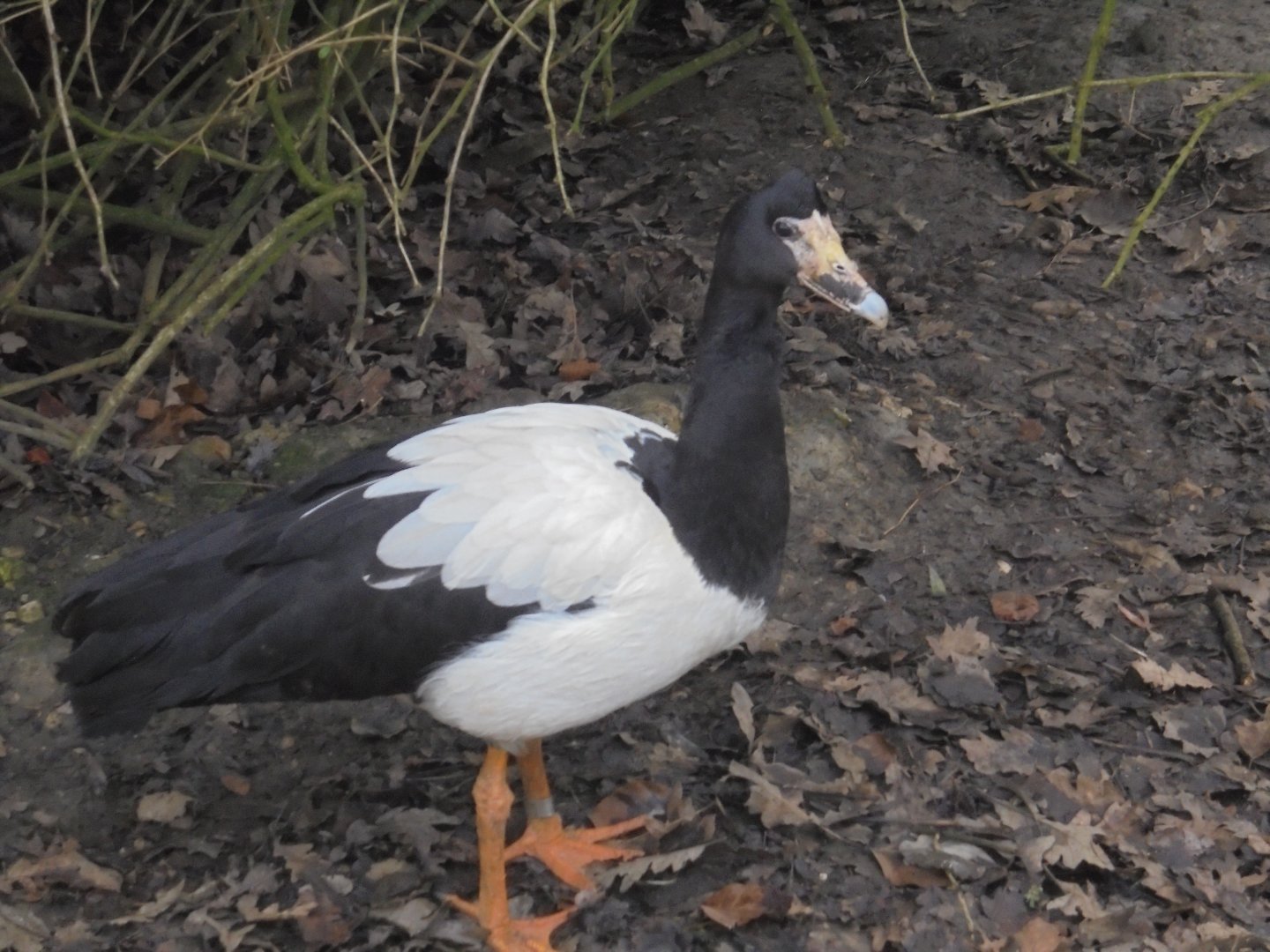 Other Magpie Goose(for Magpie goose)