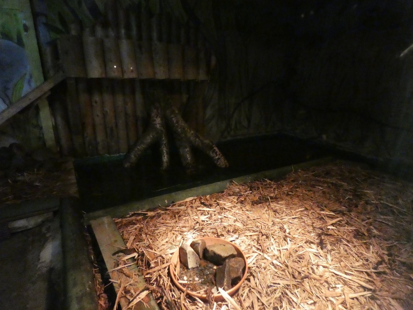 Other part of Asian Short-clawed Otter Enclosure (Former Caiman Enclosure)