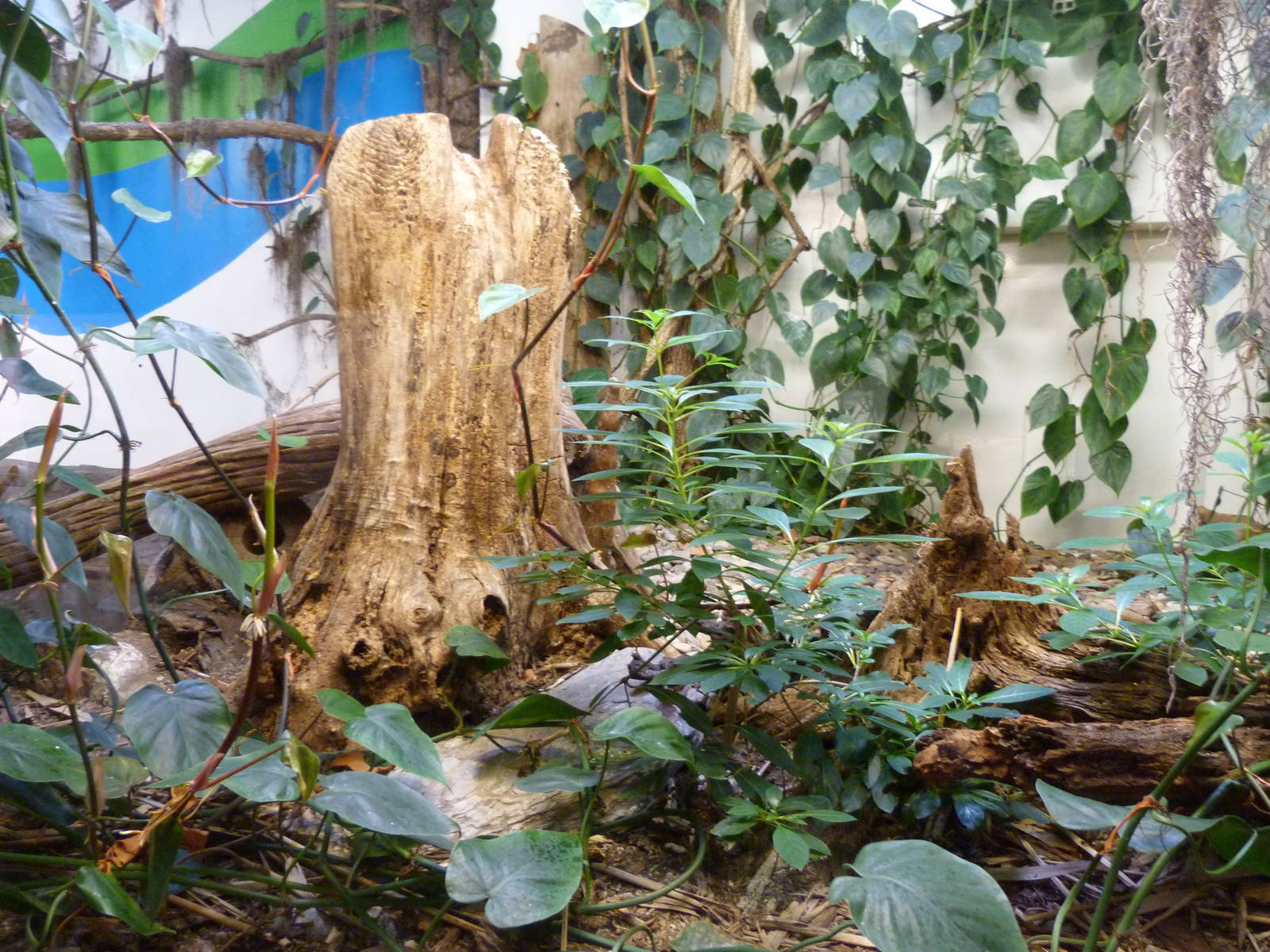 Other Part of Crocodile Exhibit