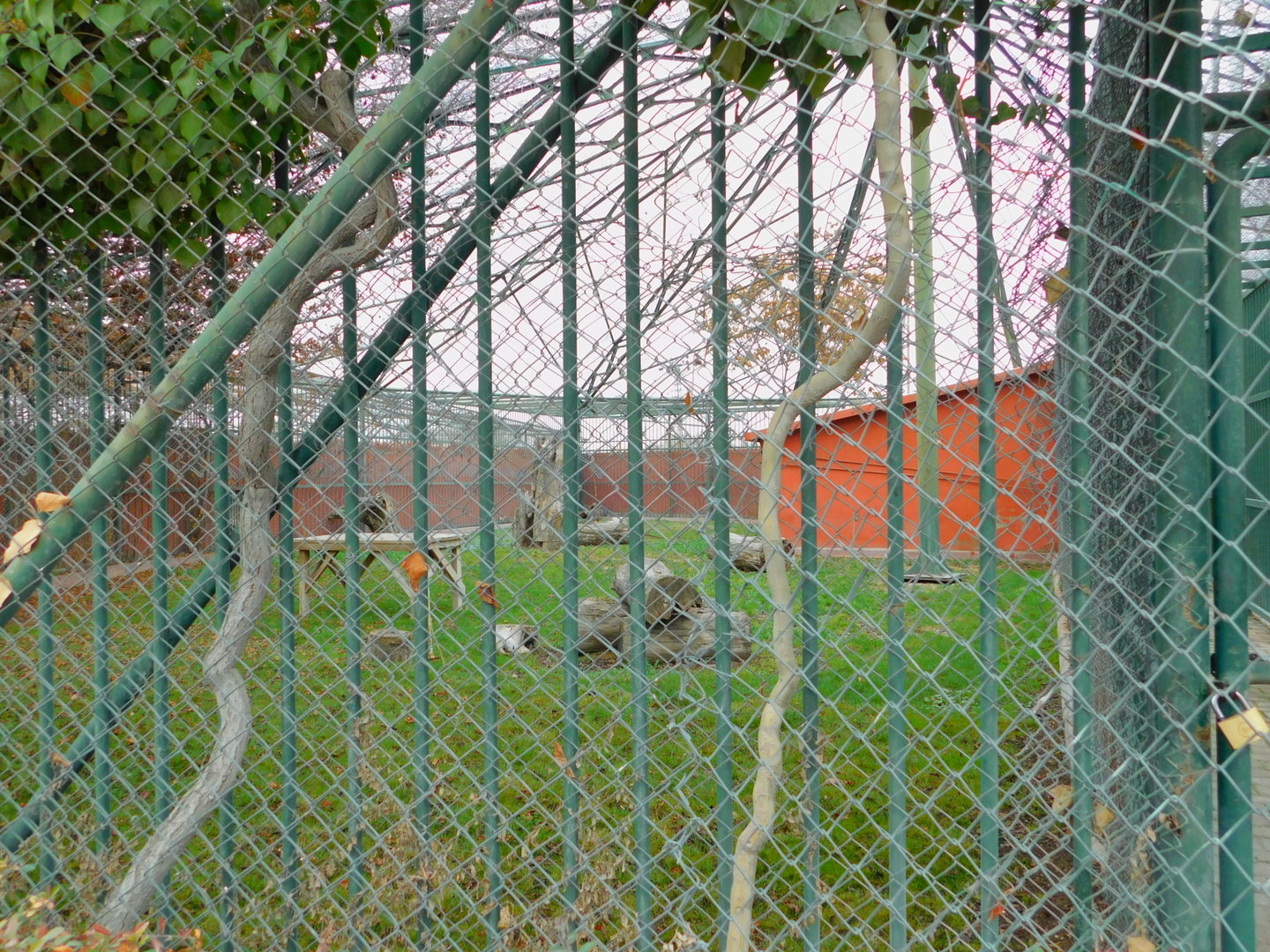 Other Puma Enclosure at the Karatay Zoo