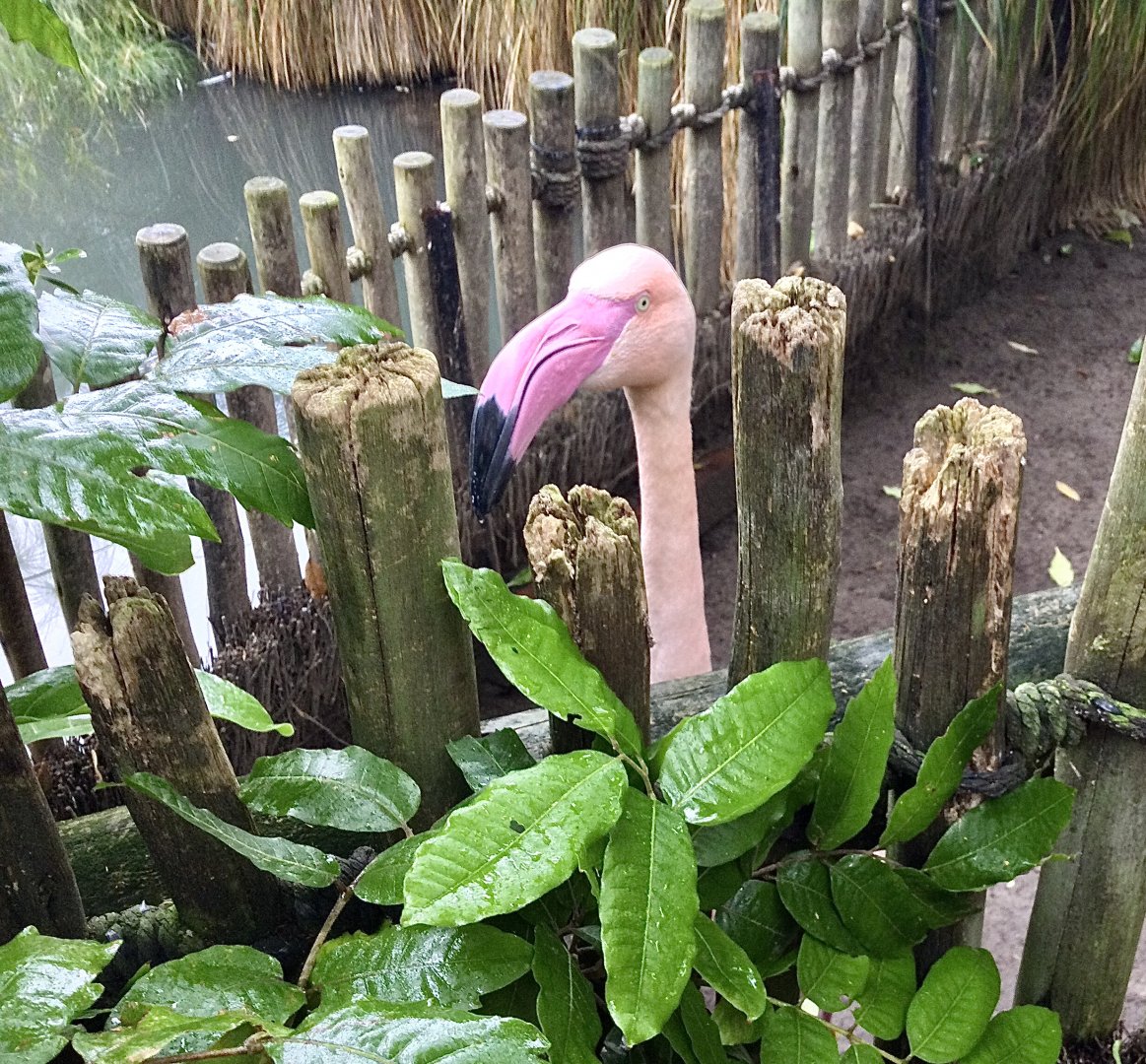 Otis the Greater Flamingo