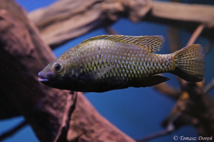 Otjikoto Tilapia (Tilapia guinasana) at Zamosc Zoo