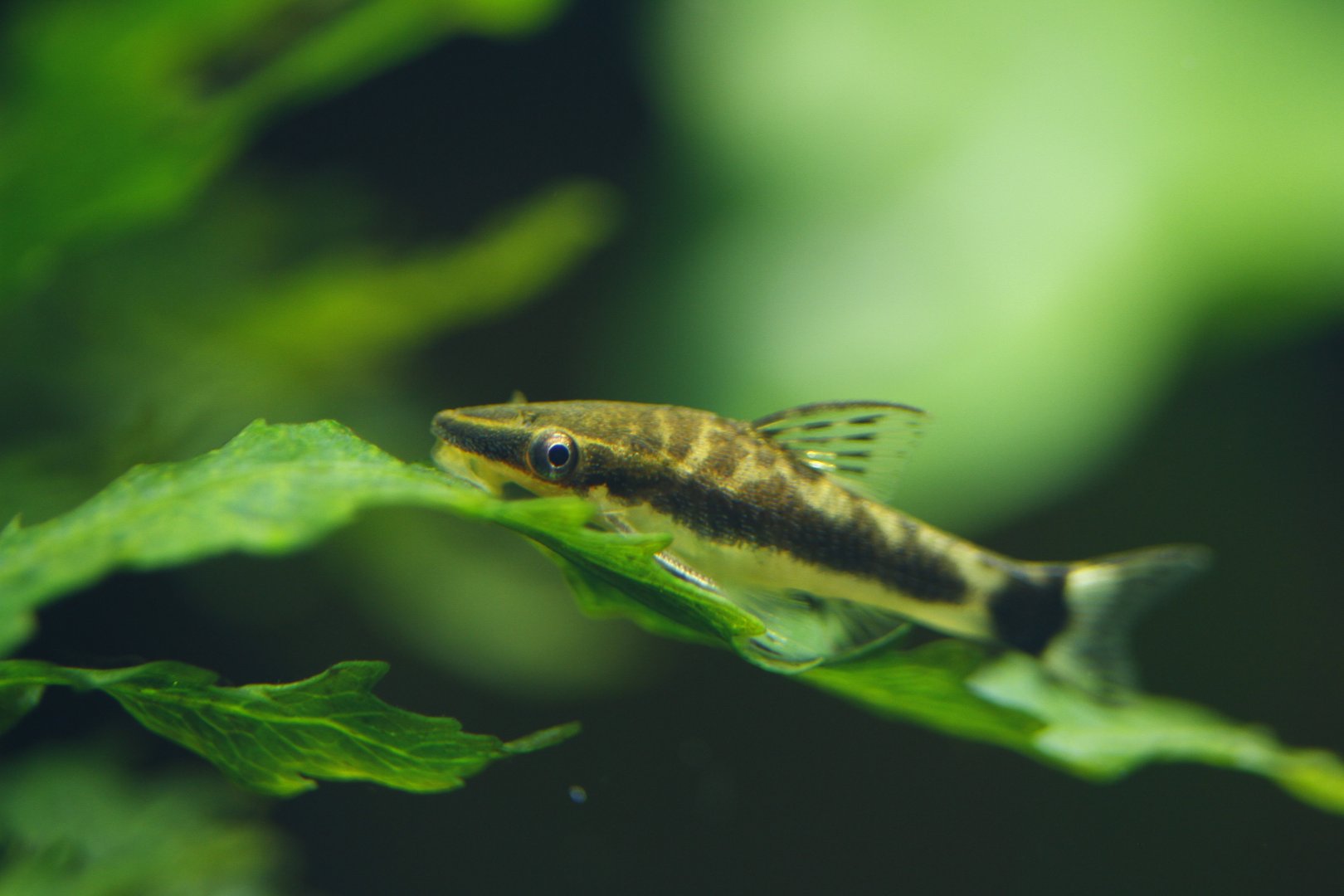 Otocinclus affinis
