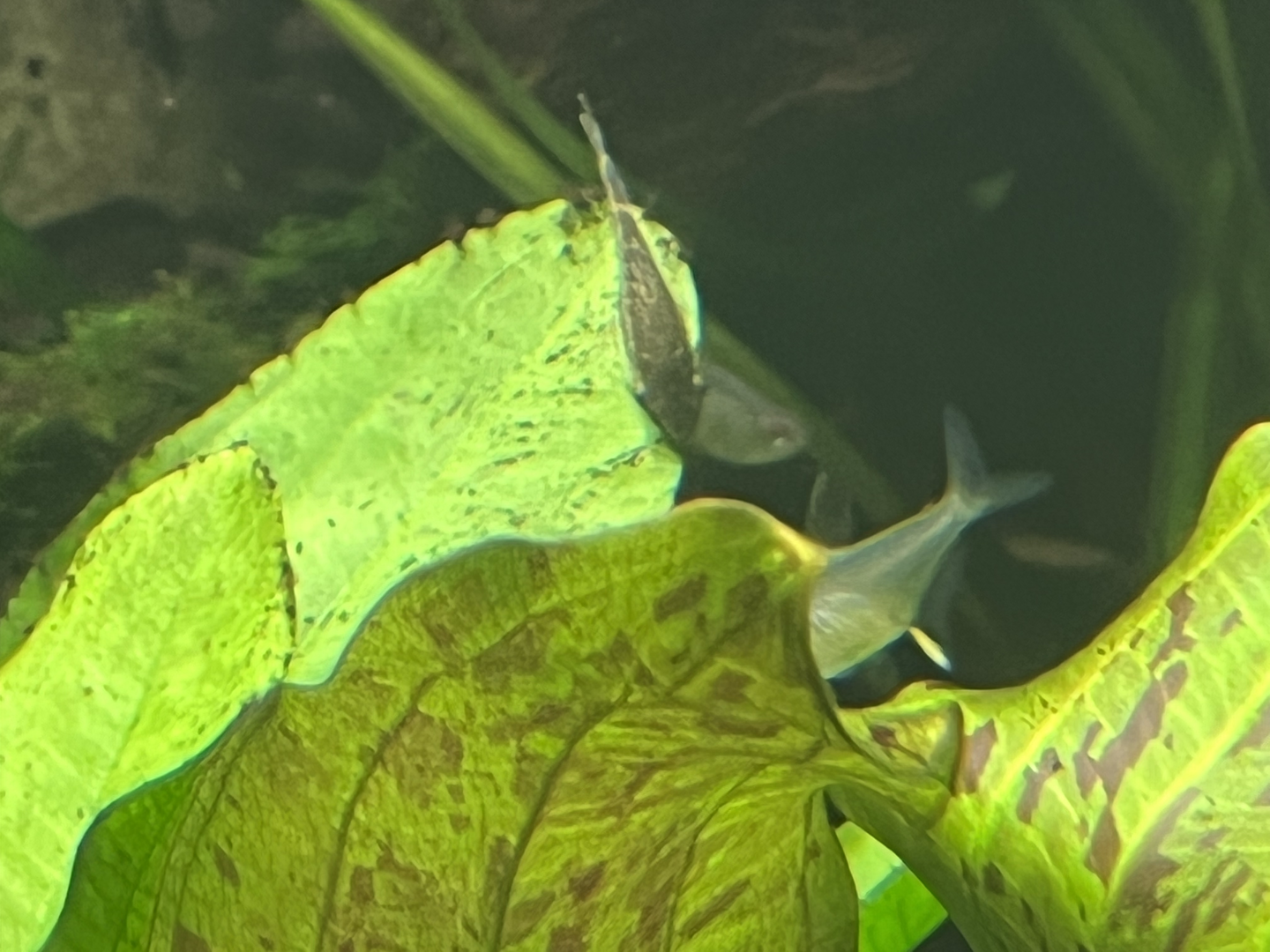 Otocinclus ID