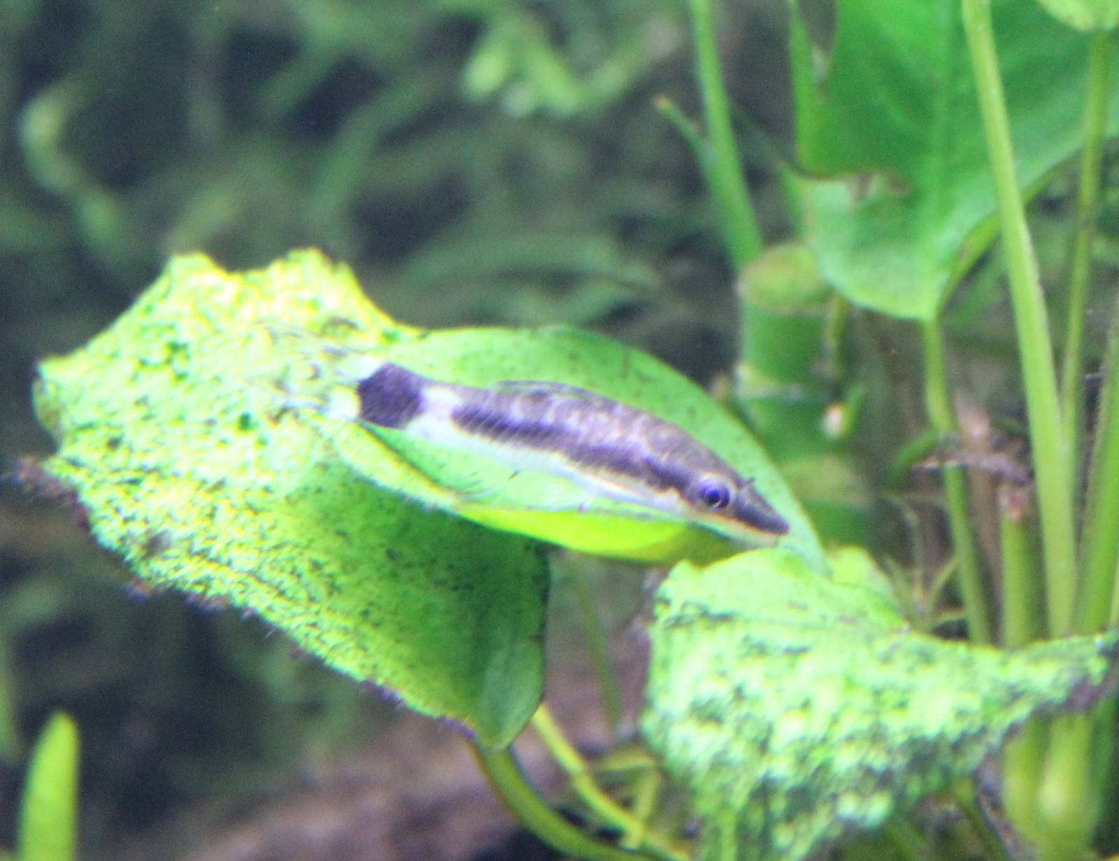 Otocinclus macrospilus