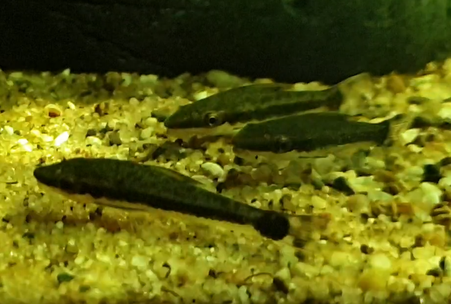Otocinclus macrospilus