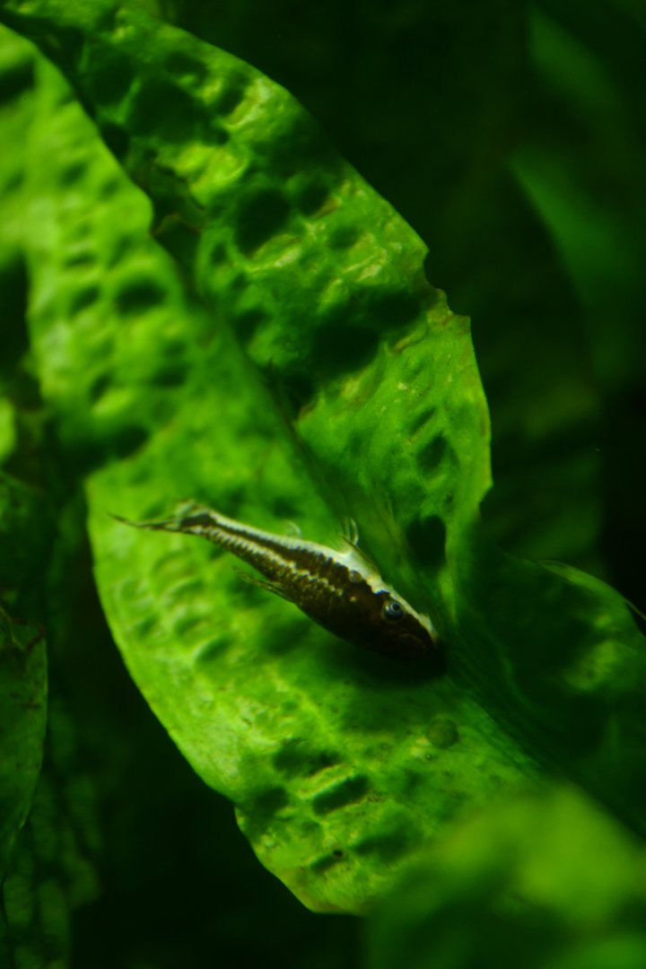 Otocinclus macrospilus