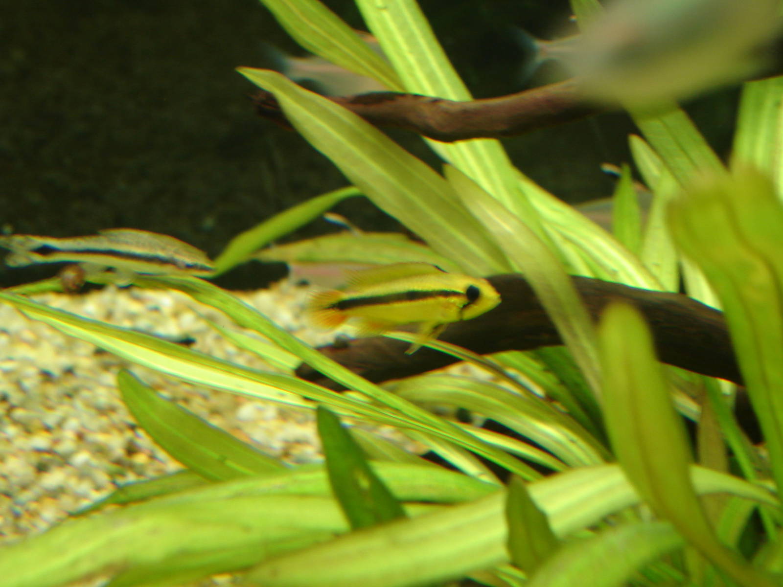 Otocinclus vittatus and Apistogramma agassizi