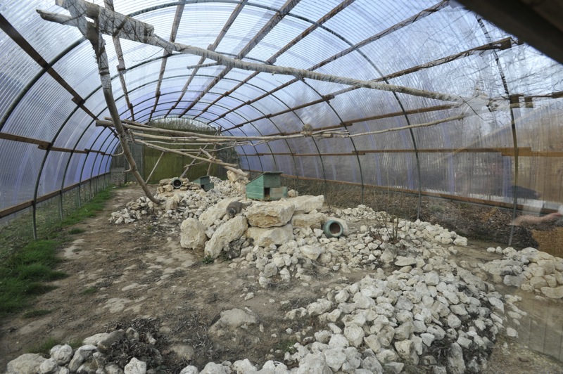 Otocolobus manul enclosure