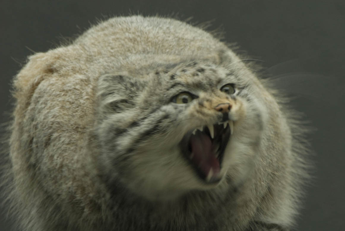 Otocolobus manul, RSCC, Kent
