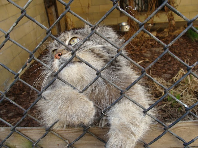 Otocolobus manul