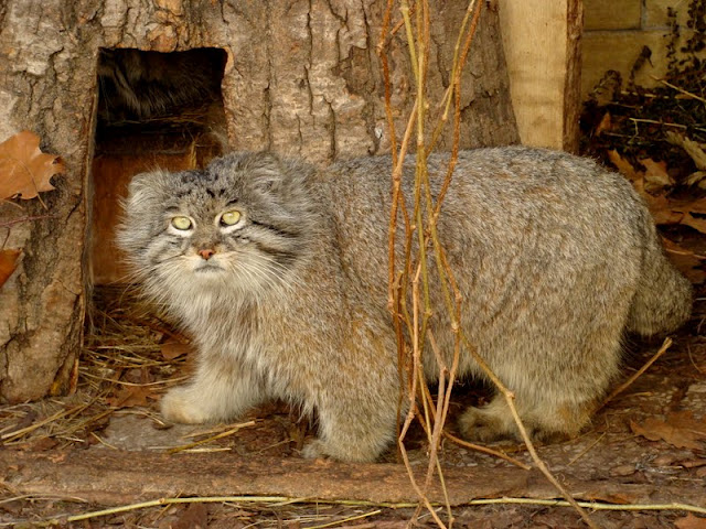 Otocolobus manul