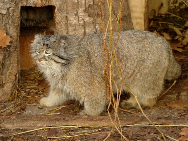 Otocolobus manul