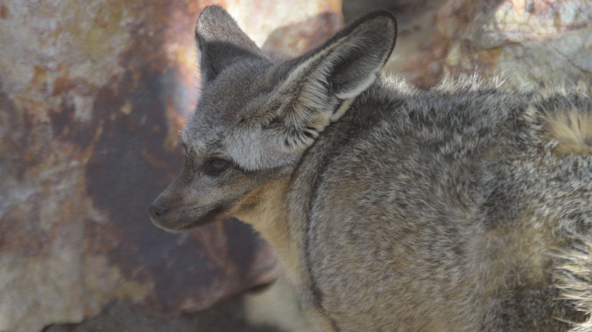 Otocyon megalotis megalotis
