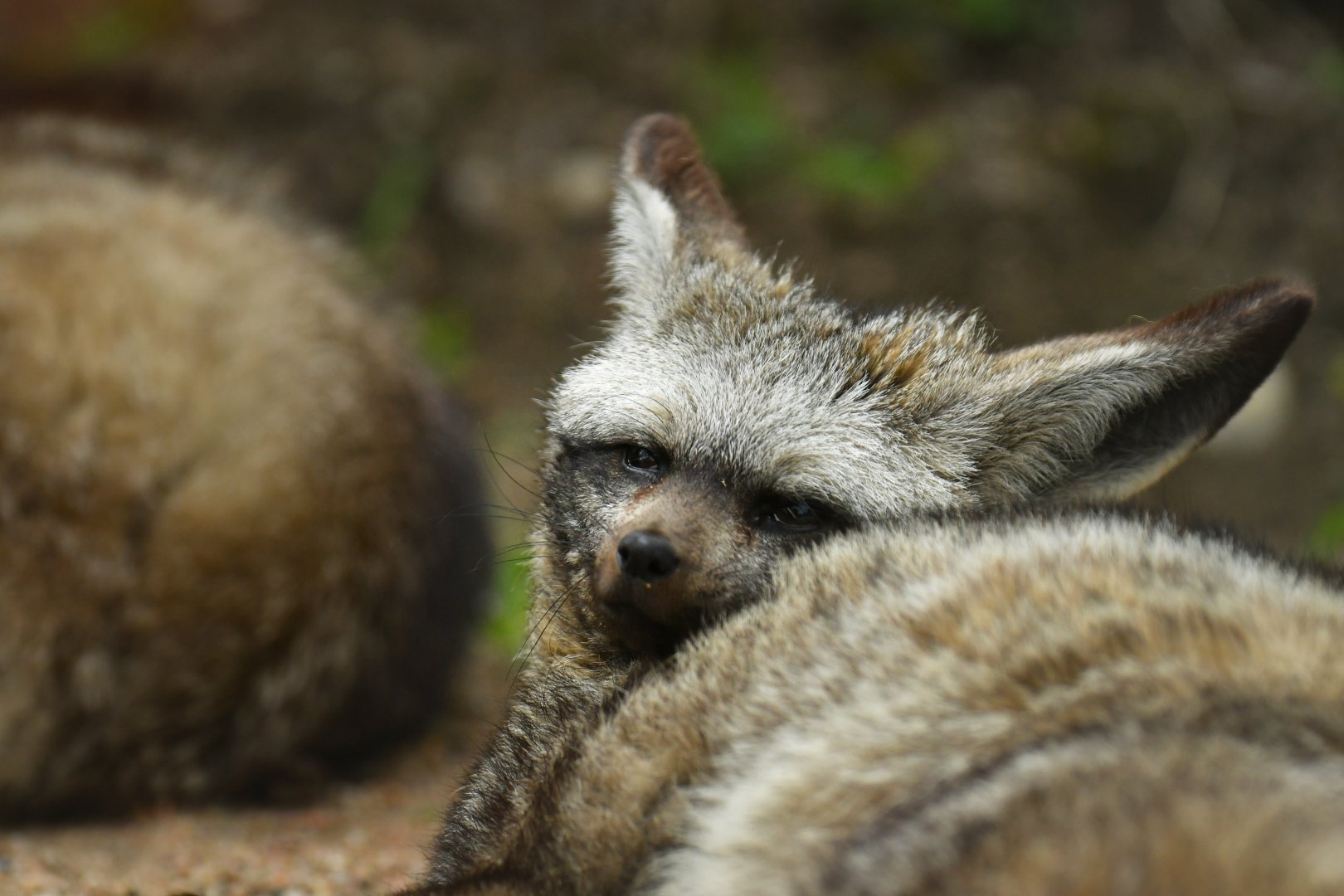 Otocyon (Otocyon megalotis)