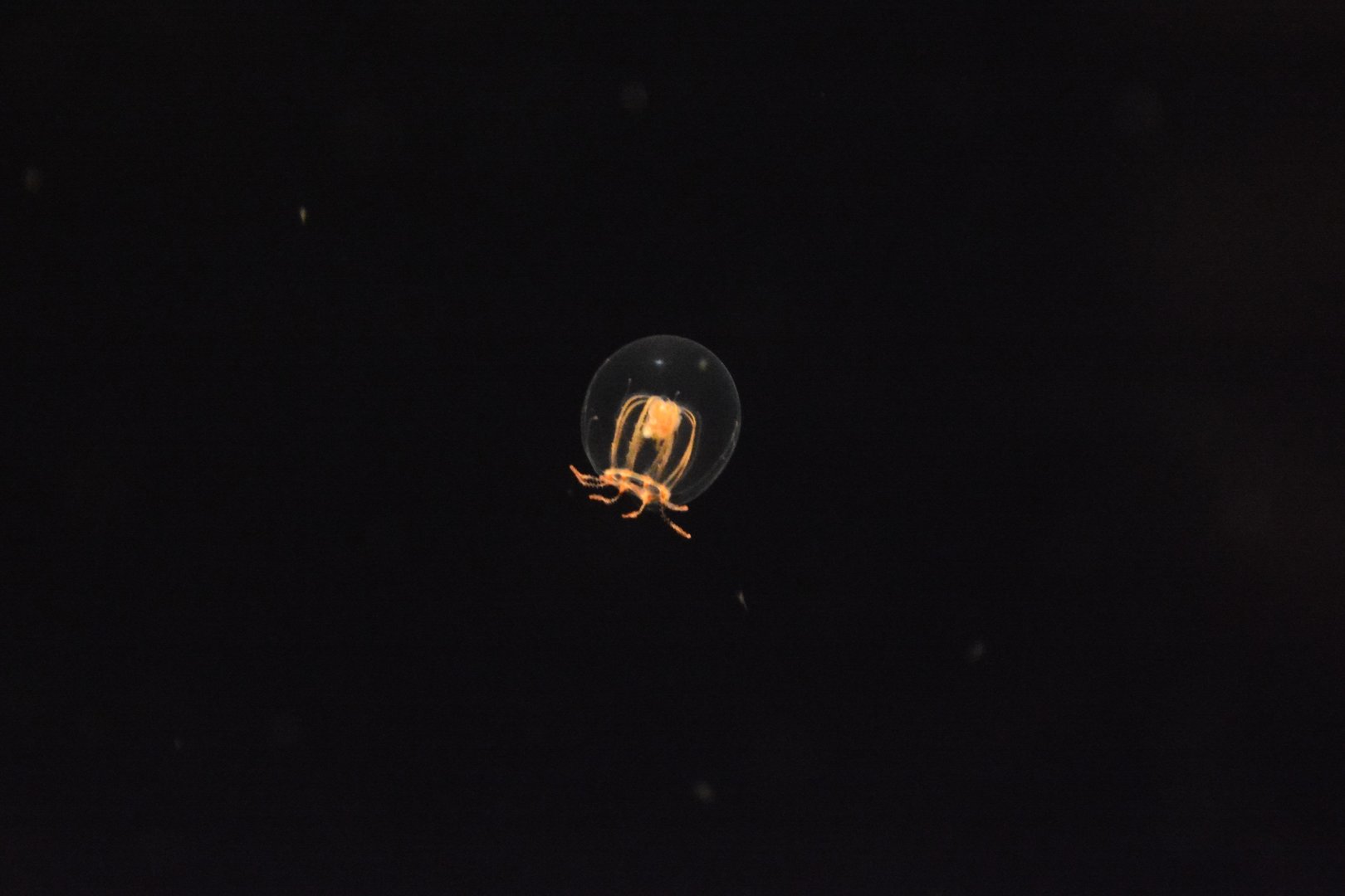 Otohime-kurage jellyfish (Octorhopalona saltatrix)