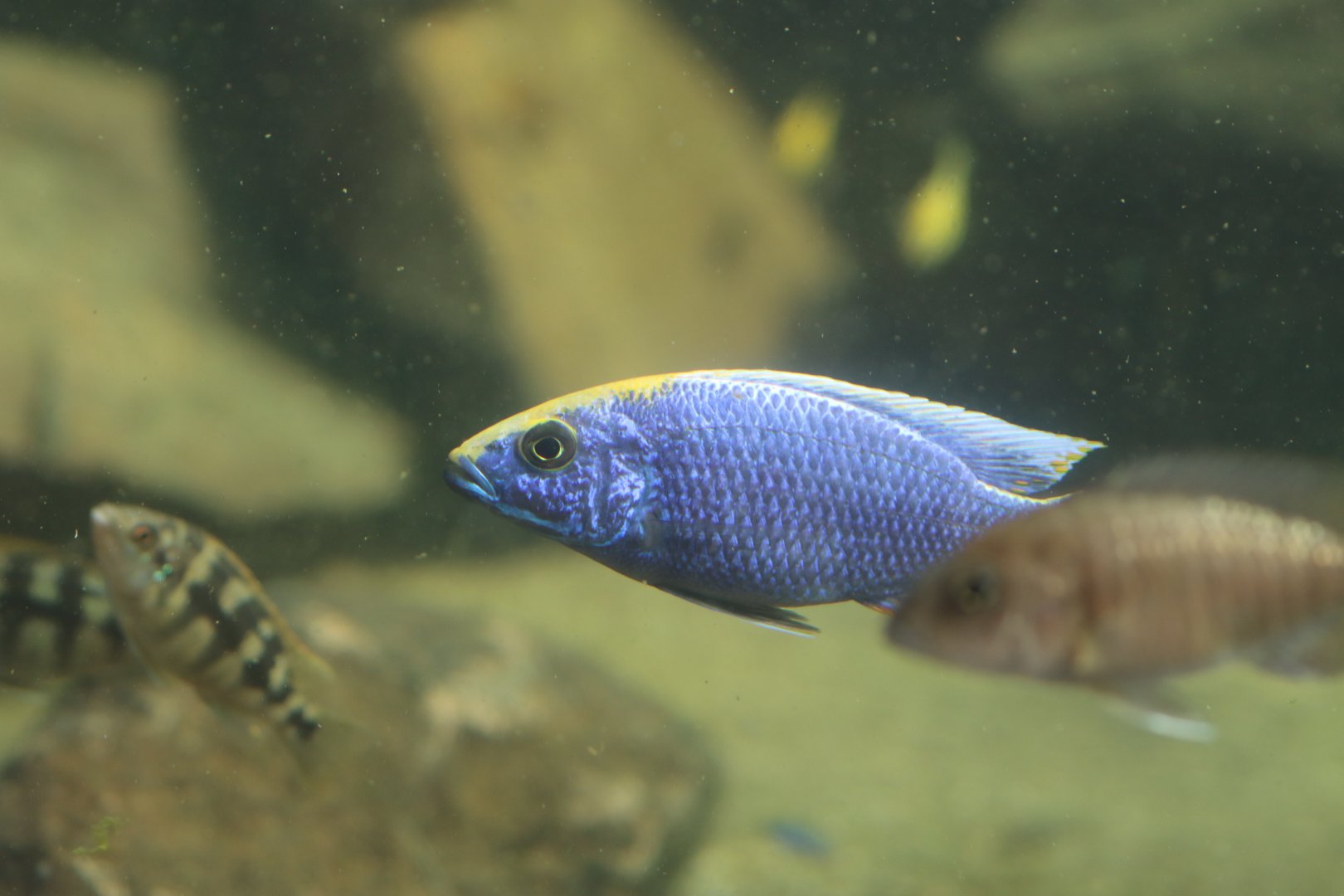 Otopharynx lithobates - ZooParc de Beauval