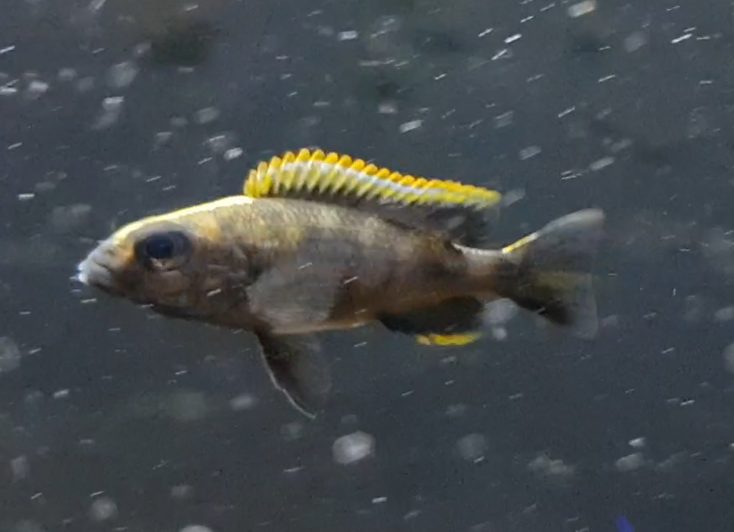 Otopharynx lithobates