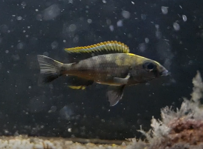 Otopharynx lithobates