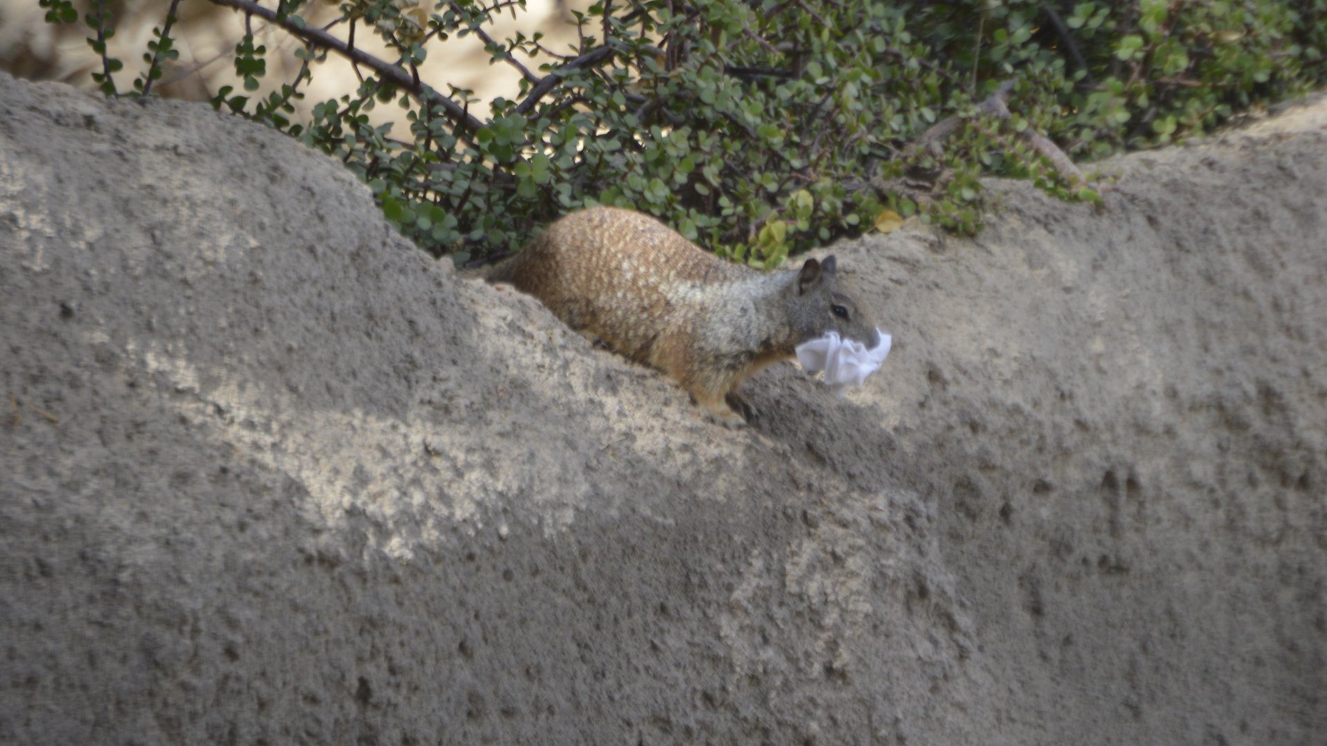 Otospermophilus variegatus