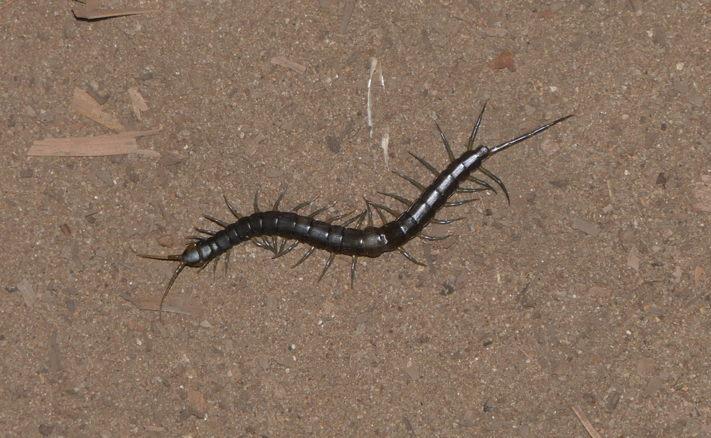 Otostigmine centipede sp. (Otostigminae) - Rhysida nuda?