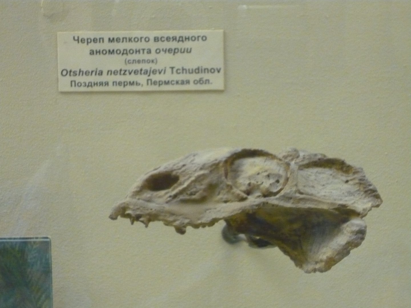 Otsheria netzvetajevi skull (cast)