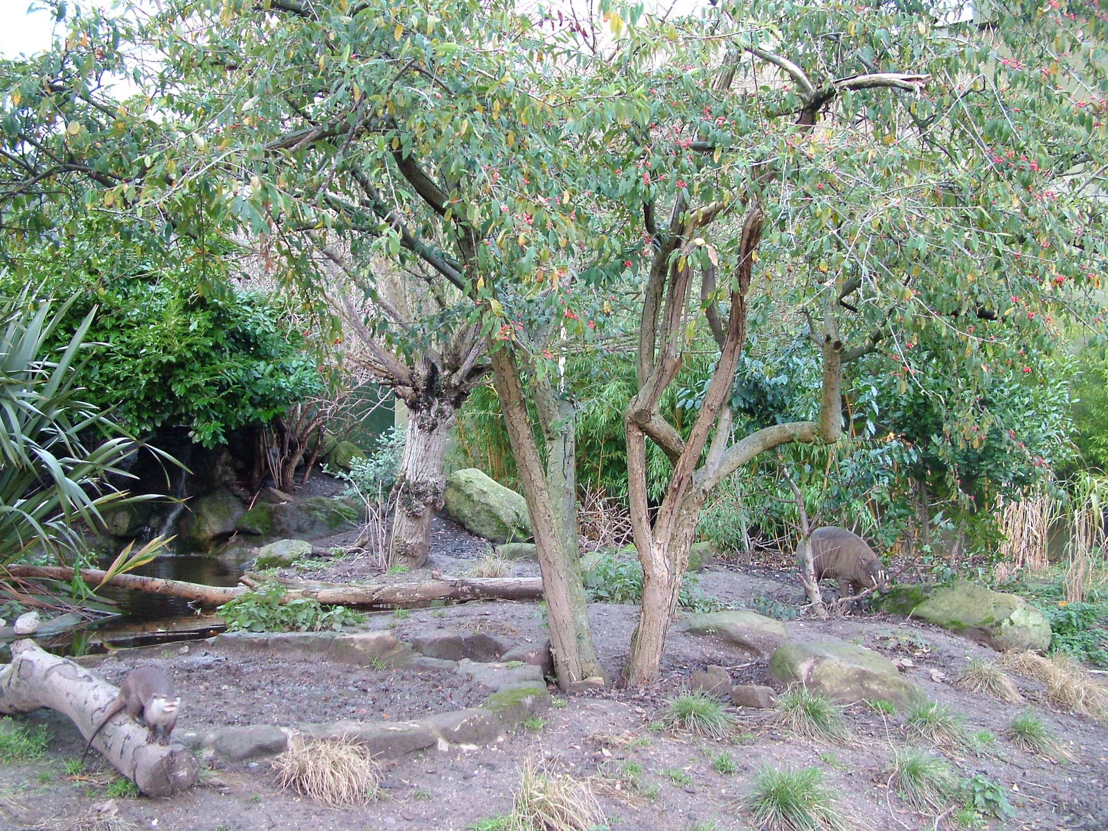 Otter and Babirusa enclosure at Chester 06/12/09