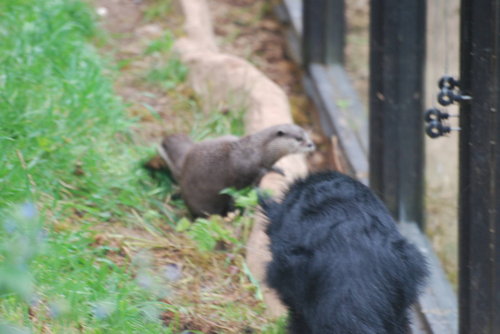 Otter and binturong confrontation