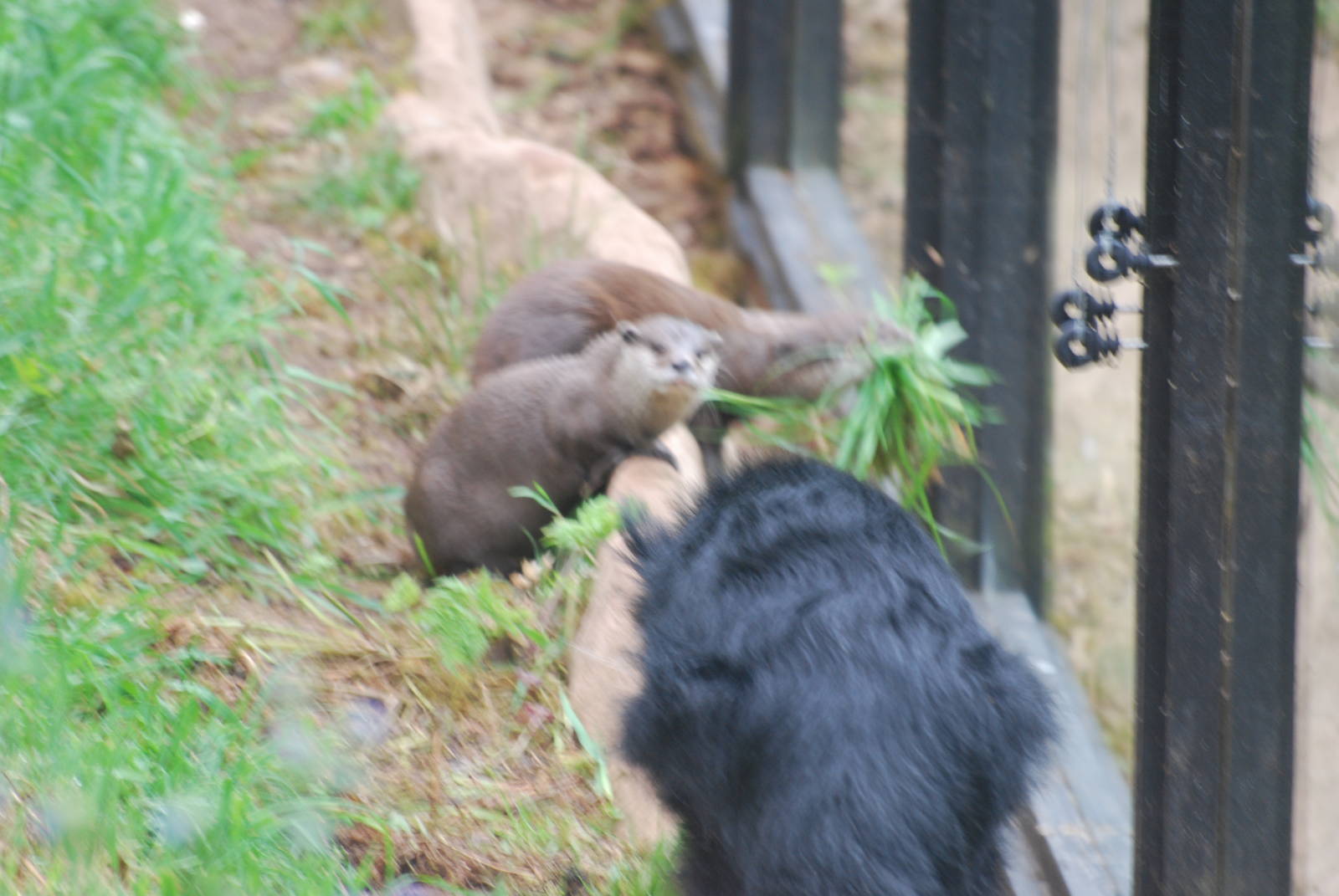 Otter and binturong confrontation