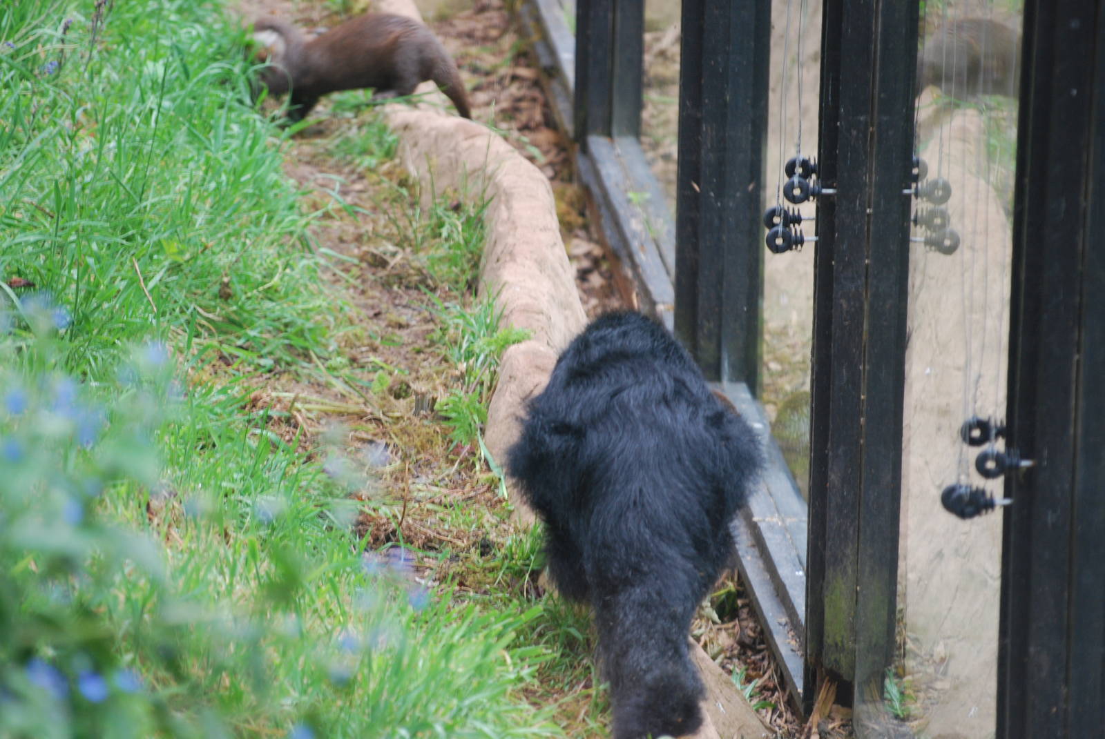 Otter and binturong confrontation