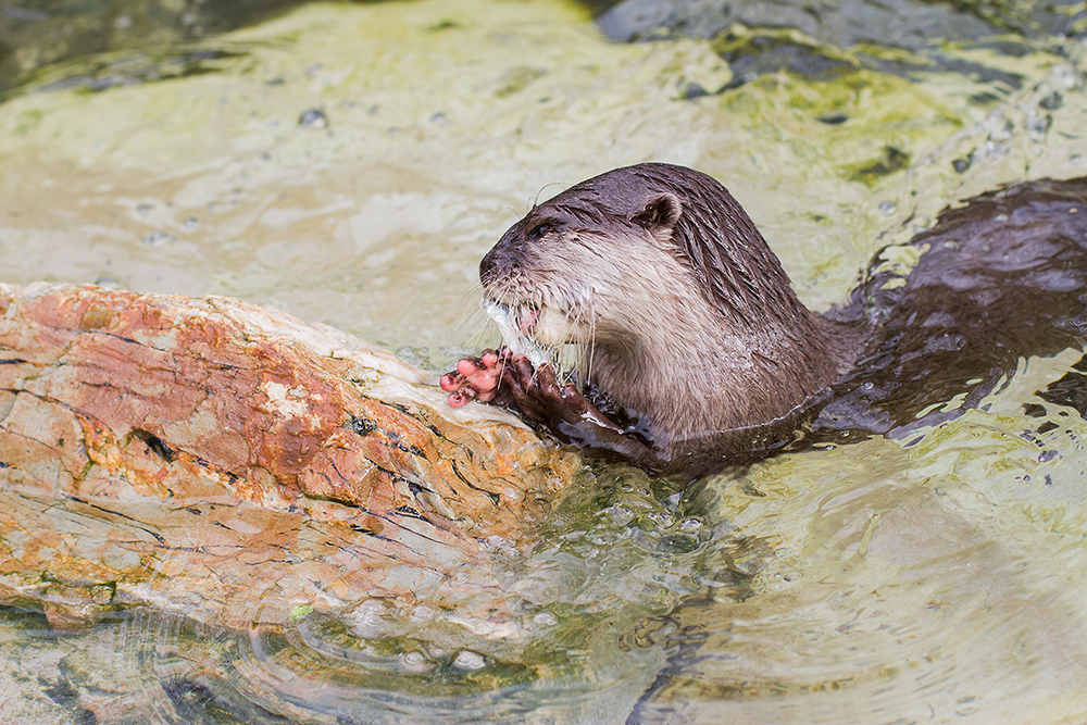 Otter and Brunch
