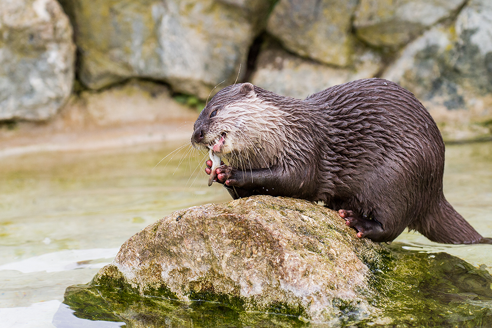 Otter and Brunch