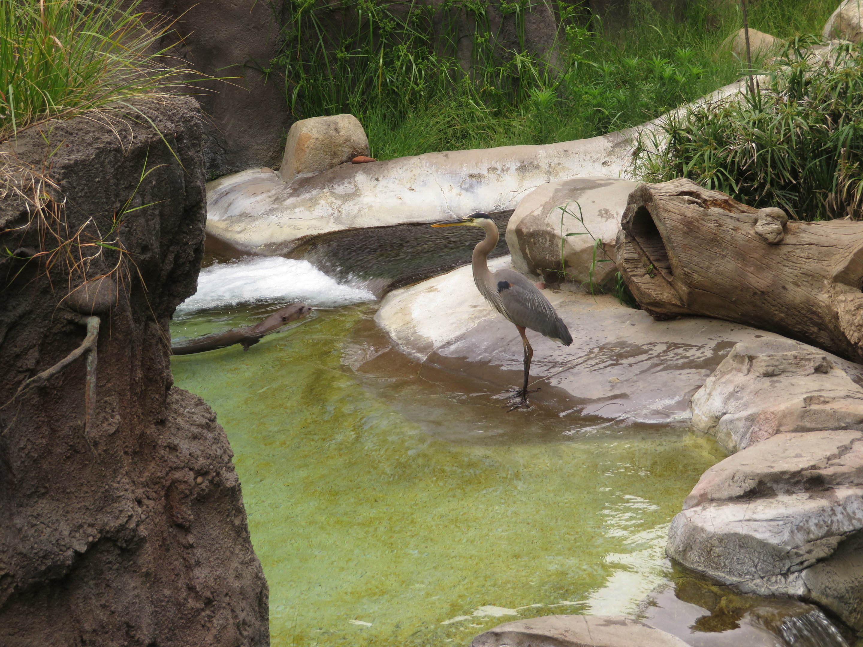 Otter and Heron Standoff
