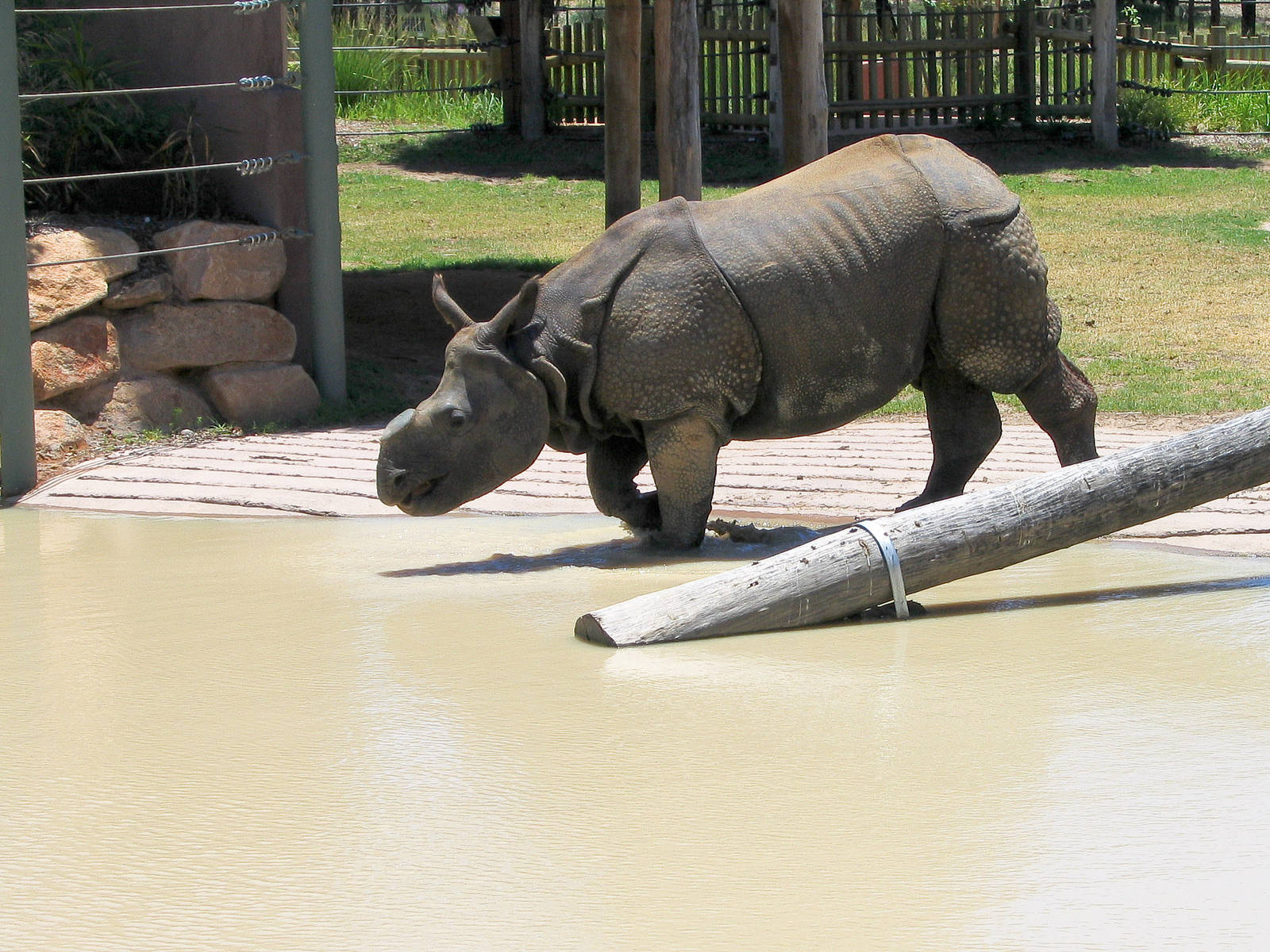 Otter and Rhino exhibit - Western Plains Zoo