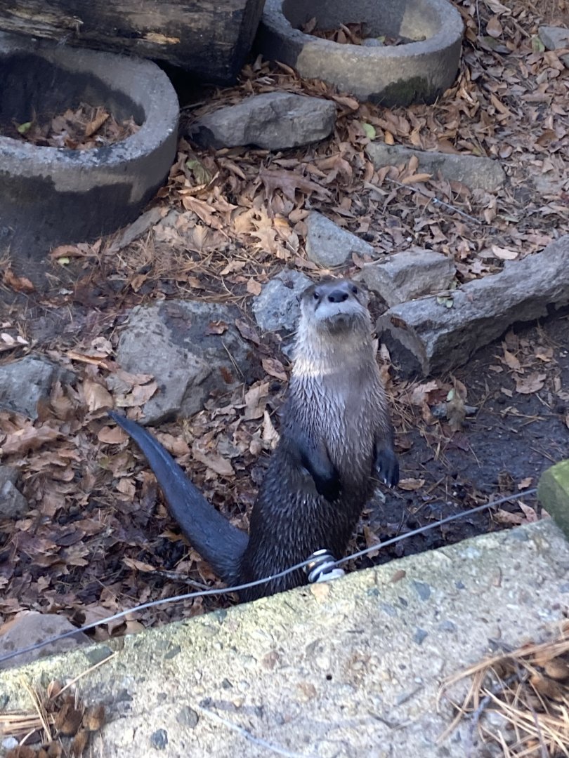 Otter at Beardsley Zoo 12/5/21