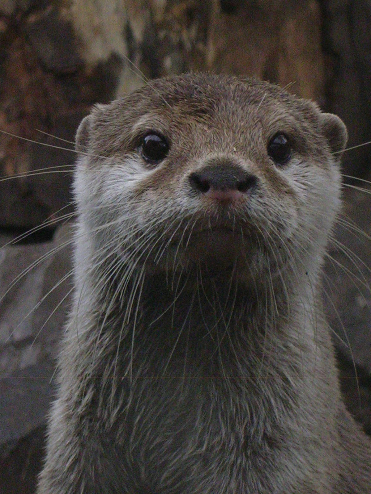 Otter at Longleat