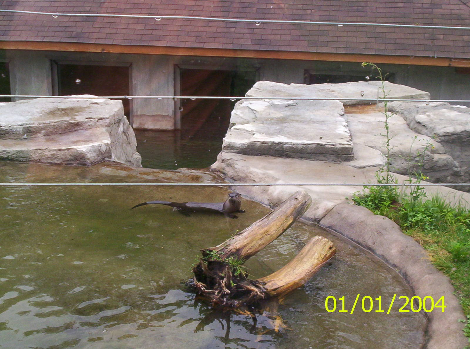 Otter at the Peterborough Zoo