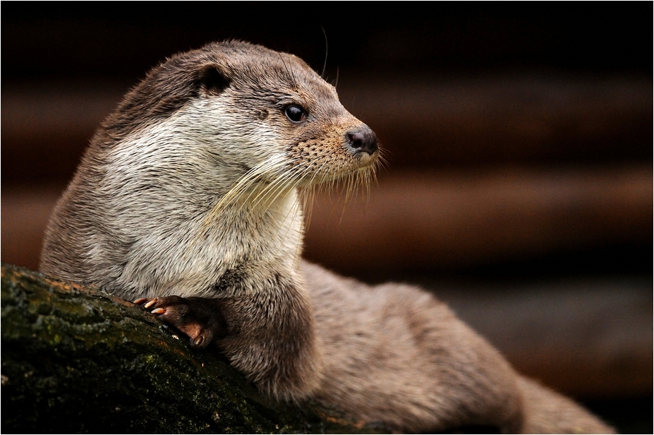 Otter at Wildpark Lüneburger Heide