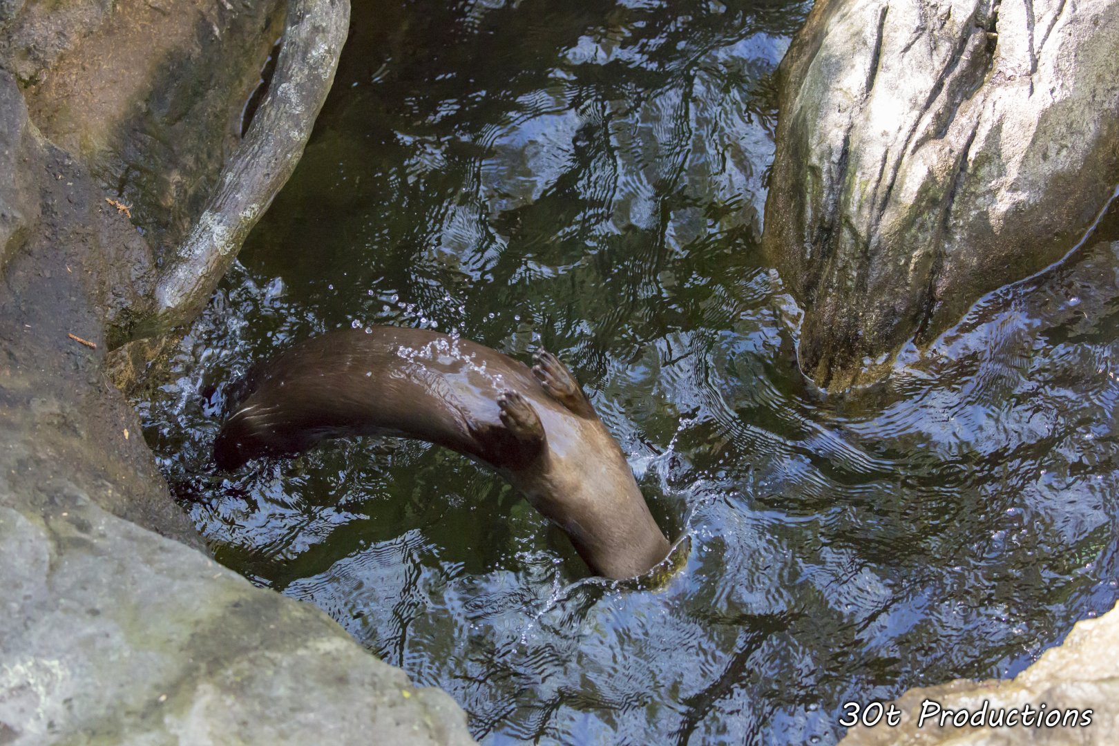Otter back flip